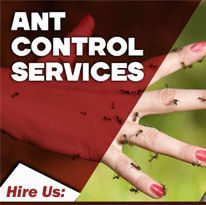Ants Pest Control Service | Ppsurya