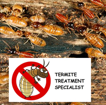 Termite Pest Control Service - Ppsurya