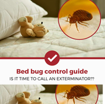Bed Bugs Pest Control Services